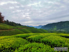 农情厚意，助力茶农，美灵宝多喝茶扶贫增收路上忙